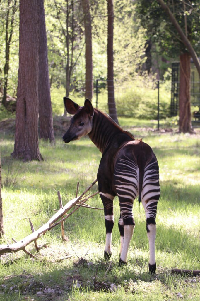 Okapi in Beekse Bergen