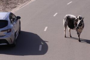 Project Beekse Bergen